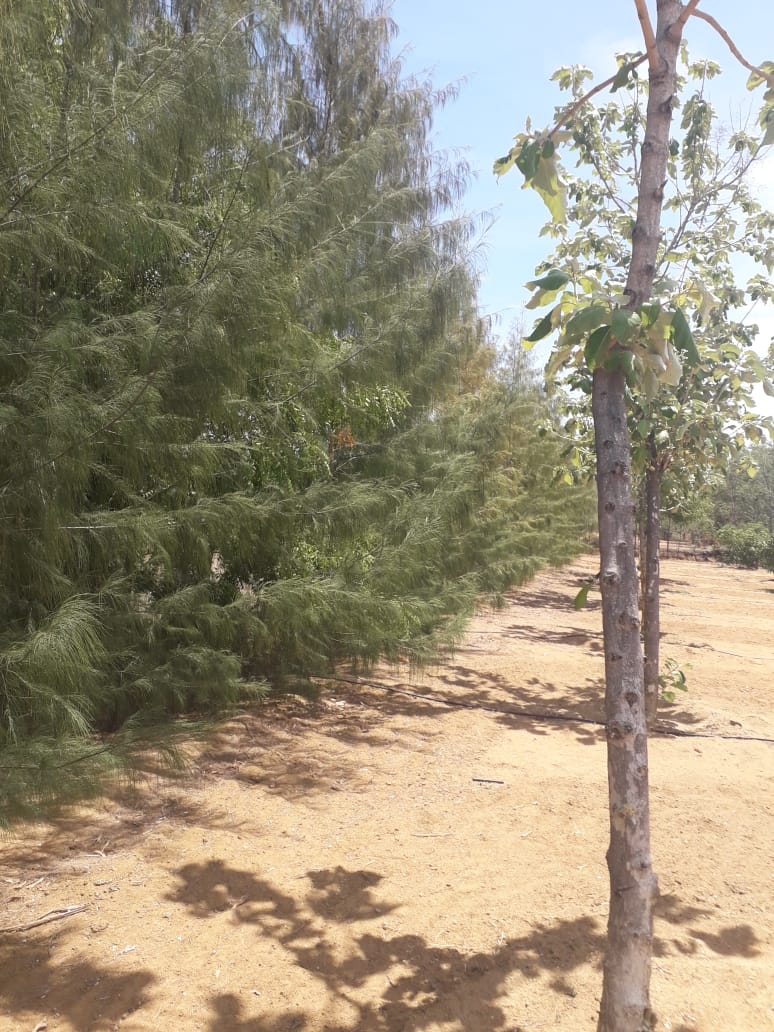 Windbreak clones of IFGTB in Sankarankoil 